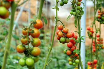 <strong>安全</strong>蔬菜农场年越南南红色的番茄与高<strong>科技</strong>农业温室令人惊异的番茄花园使<strong>安全</strong>食物