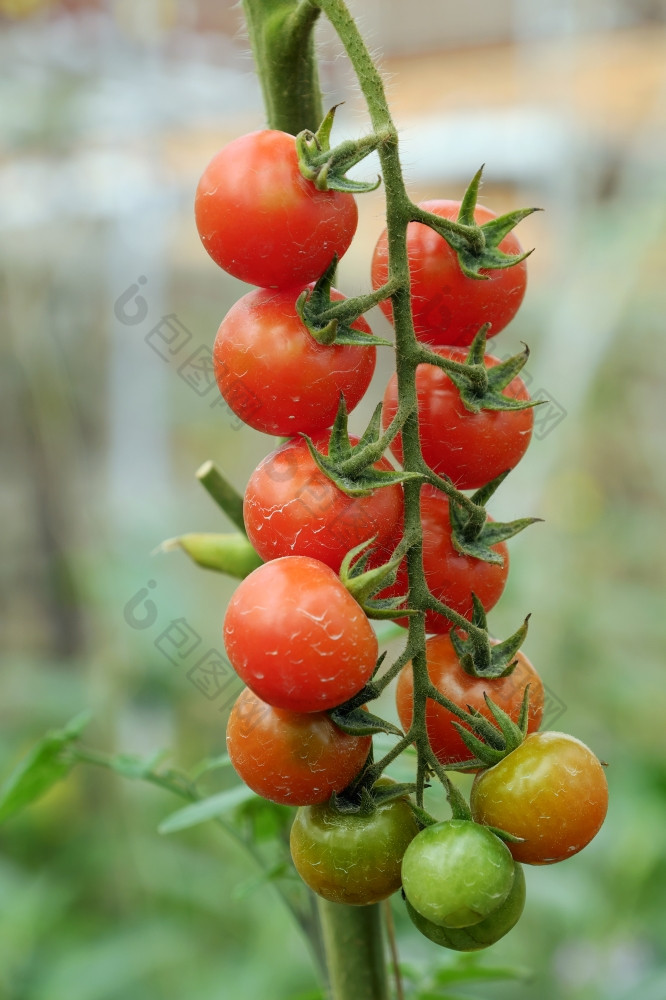 安全蔬菜农场年越南南红色的番茄与高科技农业温室令人惊异的番茄花园使安全食物