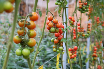 安全蔬菜农场年越南南红色的番茄与高科技农业温室令人惊异的番茄花园使安全食物