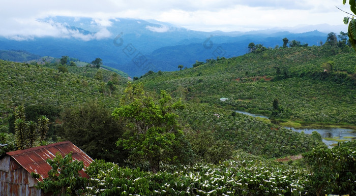 令人惊异的场景越南农村与宽咖啡种植园花朵季节白色花从咖啡树使美妙的场从山小房子在农场林盾越南