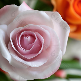 美妙的粘土艺术关闭粉红色的<strong>玫瑰</strong>花美丽的人工花工艺与熟练的