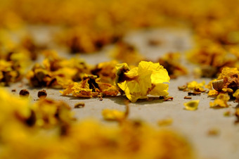 黄色的花花瓣地板上秋天褪了色的花使美丽的背景自然