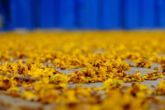 黄色的花花瓣地板上秋天褪了色的花使美丽的背景自然
