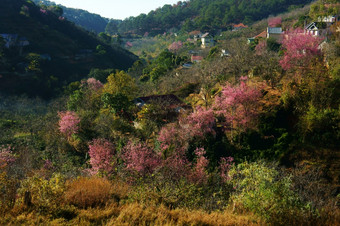 美妙的景观大叻农村为旅行春天村与房子在樱桃开花松森林樱花花布鲁姆粉红色的农村春天越南