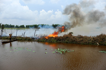 亚洲女人行船燃烧干树干叶子清洁场淹没了季节景观湄公河δ越南后作物燃烧火焰铜锣烟飞环境