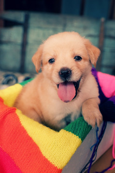 可爱的小狗色彩斑斓的毯子狗友好的动物和忠诚的年轻的小狗坐房子