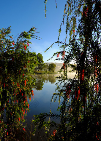 美丽的<strong>柳树</strong>树开花红色的花沿着比Tho湖年城市越南早....分支树哭泣水春天