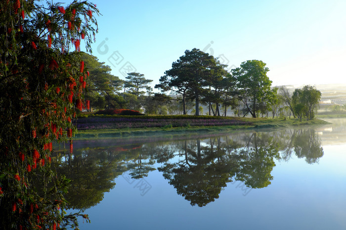 安静的平静和和平风景比Tho湖年城市越南南早期早....松树森林反映水使浪漫的和新鲜的视图为生态旅游夏天