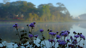 安静的平静和和平风景比Tho湖年城市越南南早期早....松树森林反映水使浪漫的和新鲜的视图为生态旅游夏天