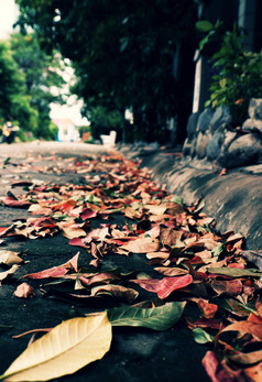 色彩斑斓的下降叶子街秋天季节使美丽的秋天背景