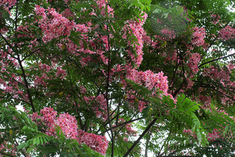 美丽的<strong>大</strong>树与粉红色的花朱砂艳丽的树布鲁姆充满活力的颜色一天