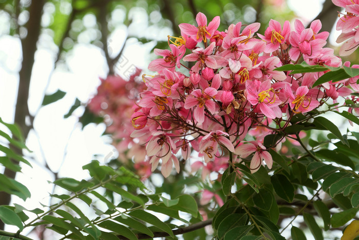 美丽的大树与粉红色的花朱砂艳丽的树布鲁姆充满活力的颜色一天