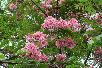 美丽的大树与粉红色的花朱砂艳丽的树布鲁姆充满活力的颜色一天