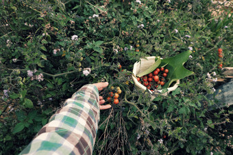女人手收获野生樱桃番茄成长草原照片青色颜色从前视图红色的成熟的西红柿新鲜的水果群绿色自然年越南南一天