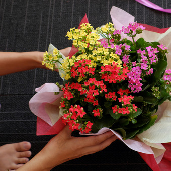 女人手包装纸为花能特殊的一天庆祝活动植物区系开花美丽的黄色的红色的和粉红色的颜色女孩准备现在从高视图黑色的模糊背景室内一天