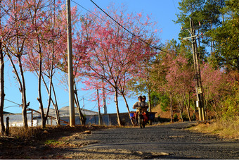 美丽的<strong>景观春天</strong>年越南旅行的地方<strong>春天</strong>不错的樱桃开花树与粉红色的花布鲁姆你国家路人骑摩托车移动下樱花树一天