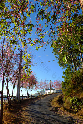 美丽的风景从旅行目的地年越南南春天行樱花开花树<strong>小街</strong>下蓝色的天空早....樱桃开花花粉红色的使美妙的景观