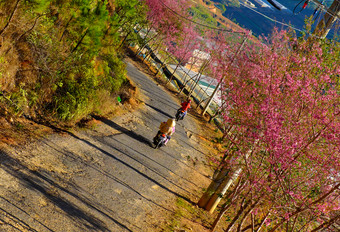高视图美丽的景观行樱花开花树下蓝色的天空早....年越南南春天人骑摩托车与樱桃开花花小街越南