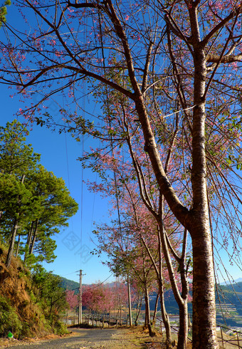 美丽的风景从旅行目的地年越南南春天行樱花开花树<strong>小街</strong>下蓝色的天空早....樱桃开花花粉红色的使美妙的景观