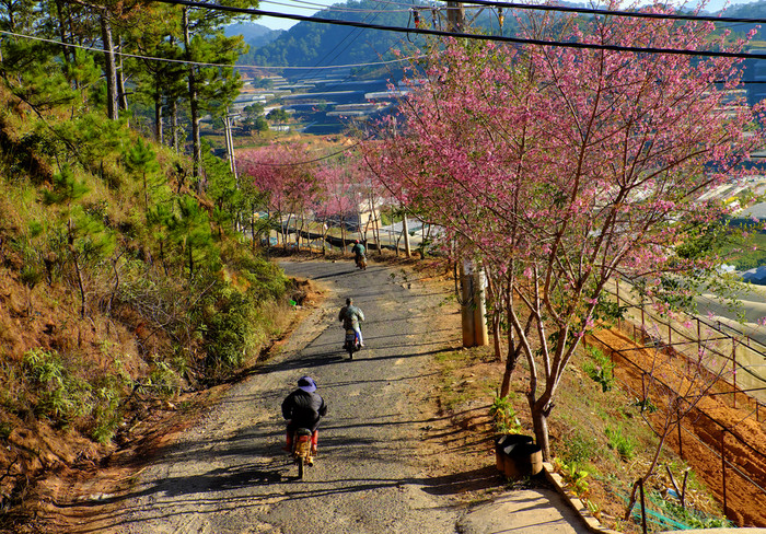 高视图美丽的景观行樱花开花树下蓝色的天空早....年越南南春天人骑摩托车与樱桃开花花小街越南