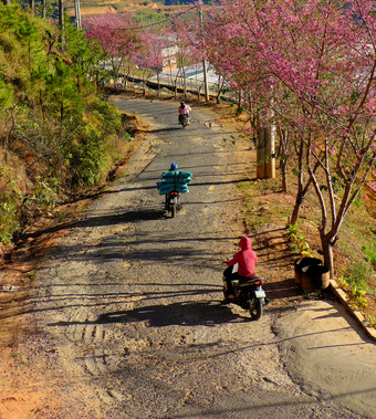 高视图美丽的景观行樱花开花树下蓝色的天空早....年越南南春天人骑摩托车与樱桃开花花<strong>小街</strong>越南