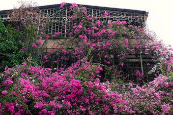 令人惊异的房子谁警察局城市越南与粉红色的叶子花属花封面外观建筑花格子装饰为前面房子使浪漫的前面视图西贡越南