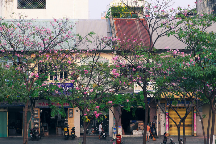 谁警察局城市越南NAM-3月街西贡塔贝布亚罗塞亚花季节粉红色的花布鲁姆美丽的封面行老房子使浪漫的场景越南