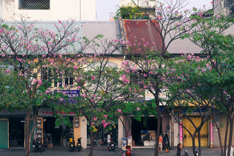谁警察局城市越南NAM-3月街西贡塔贝布亚罗塞亚<strong>花季</strong>节粉红色的花布鲁姆美丽的封面行老房子使浪漫的场景越南