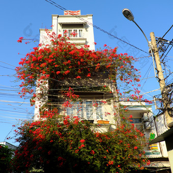 令人惊异的联排别墅谁警察局城市越南美丽的叶子花属花爬墙和布鲁姆充满活力的红色的首页外观装饰红色的花格子