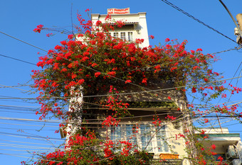 令人惊异的联排别墅谁警察局城市越南美丽的叶子花属花爬墙和布鲁姆充满活力的红色的首页外观装饰红色的花格子