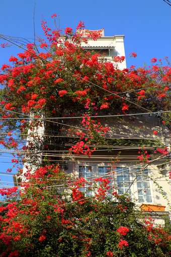 令人惊异的联排别墅谁警察局城市越南美丽的叶子花属花爬墙和布鲁姆充满<strong>活力</strong>的红色的<strong>首页</strong>外观装饰红色的花格子