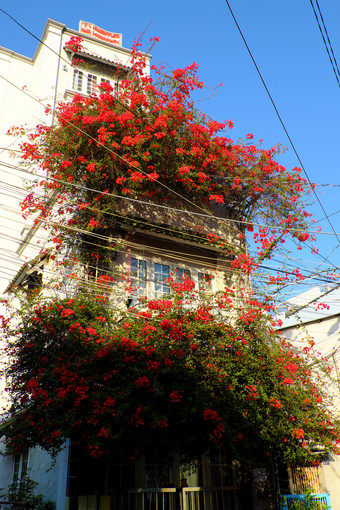 令人惊异的联排别墅谁警察局城市越南美丽的叶子花属花爬墙和布鲁姆充满<strong>活力</strong>的红色的<strong>首页</strong>外观装饰红色的花格子