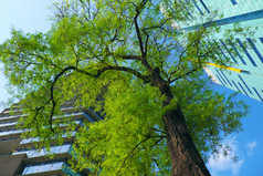 令人惊异的景观从底视图谁警察局城市越南一天两个现代建筑与绿色树蓝色的天空背景的罗望子树与年轻的叶使新鲜的环境大城市