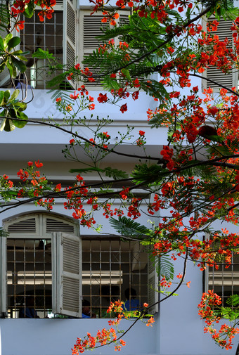 艳丽的树夏天花布鲁姆充满活力的红色的封面窗户开放学校凤凰城花象征为夏季<strong>学生</strong>谁<strong>警察</strong>局城市越南