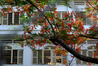 艳丽的树夏天花布鲁姆充满活力的红色的封面窗户开放学校凤凰城花象征为夏季学生谁警察局城市越南