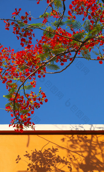 美丽的红色的夏天花盛开的充满活力的艳丽的凤凰城花使影子黄色的墙蓝色的天空色彩斑斓的背景夏季越南