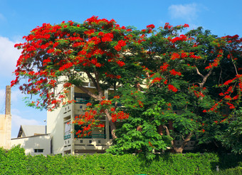 令人惊异的城市景观与大树叶凤凰城花树开花充满活力的红色的夏天艳丽的树<strong>封面建筑</strong>一天