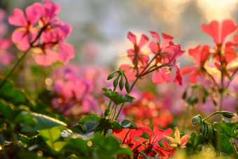 美妙的<strong>自然背景</strong>色彩斑斓的天竺葵花开花充满活力的观赏植物花园美丽的颜色背<strong>光效</strong>果日落年