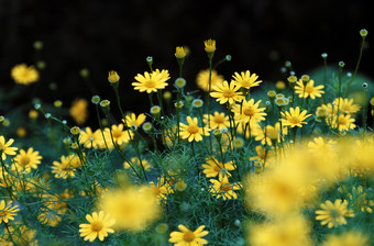 黄色的黛西花布鲁姆充满活力的年观赏花园一天小花绿色叶与模糊背景