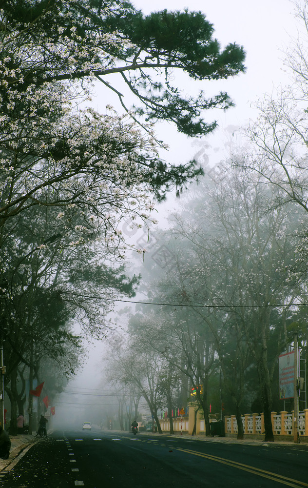 令人惊异的景观年城市越南南早期早....行白色花树雾多雾的街与人行横道冷天气春天美丽的视图为旅行越南南