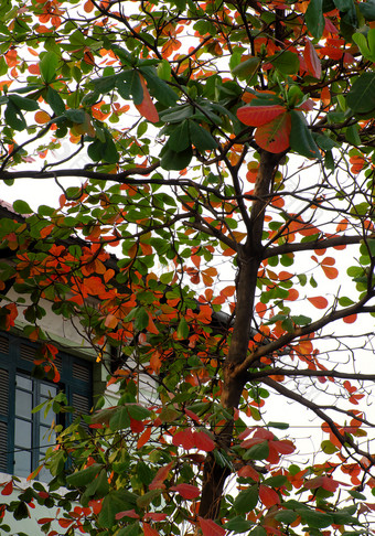 别墅与榄仁树属catappa树前面木窗口谁警察局城市越南南令人惊异的分支树与红色的老叶使充满<strong>活力</strong>的场景冬<strong>季</strong>越南