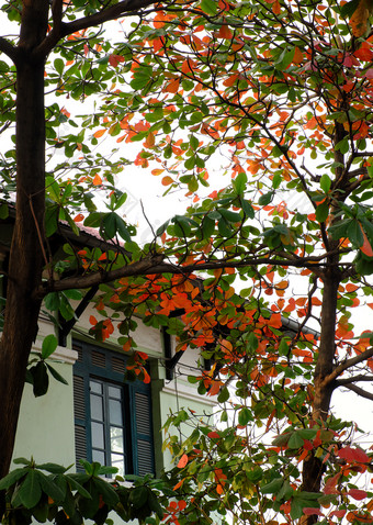别墅与榄仁树属catappa树前面木窗口谁警察局城市越南南令人惊异的分支树与<strong>红色</strong>的老叶使充满活力的场景<strong>冬季</strong>越南