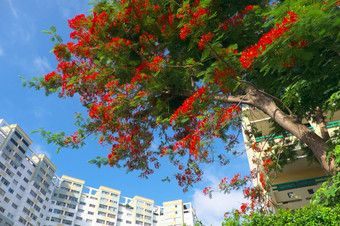<strong>令人</strong>惊异的景观夏季谁警察局城市越南红色的艳丽的花盛开的充满活力的蓝色的天空前面高层建筑建筑凤凰城开花典型的夏天花