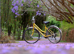 美丽的景观年城市越南春天紫罗兰色的凤凰城与花秋天道路黄色的自行车公园独自一人路下艳丽的树