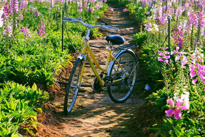 美丽的景观为年旅行春天黄色的自行车色彩斑斓的贝尔花花园一天植物区系布鲁姆充满活力的使美妙的的地方为之旅