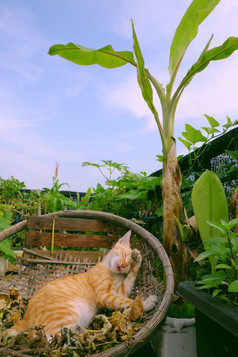 可爱的黄色的猫说谎竹子篮子下香蕉树屋顶花园城市房子谁警察局城市越南