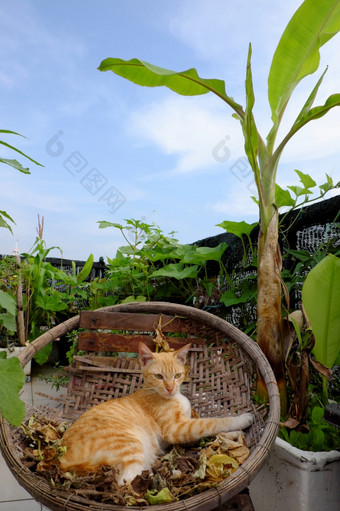 可爱的黄色的猫说谎竹子篮子下香蕉树屋顶<strong>花园城市</strong>房子谁警察局<strong>城市</strong>越南
