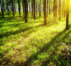 太阳rsquo射线穿刺的树叶森林