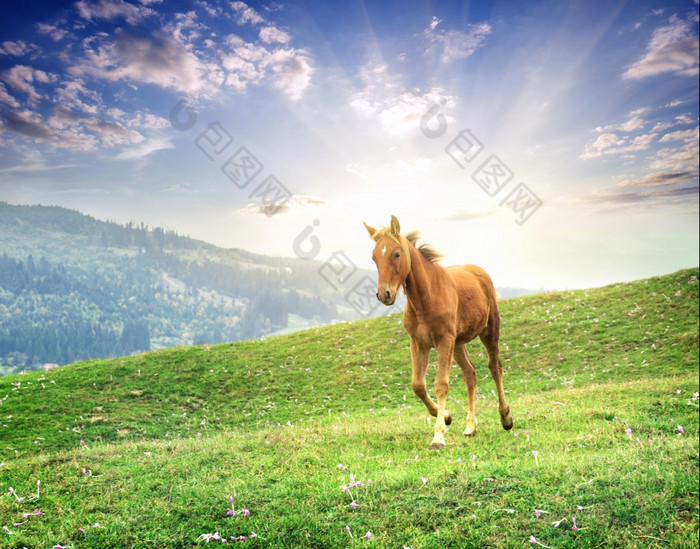 棕色（的）马飞驰的在草地下晚上太阳棕色（的）马飞驰的在草地