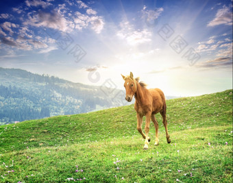 棕色（的）马飞驰的在草地下晚上太阳棕色（的）马飞驰的在草地